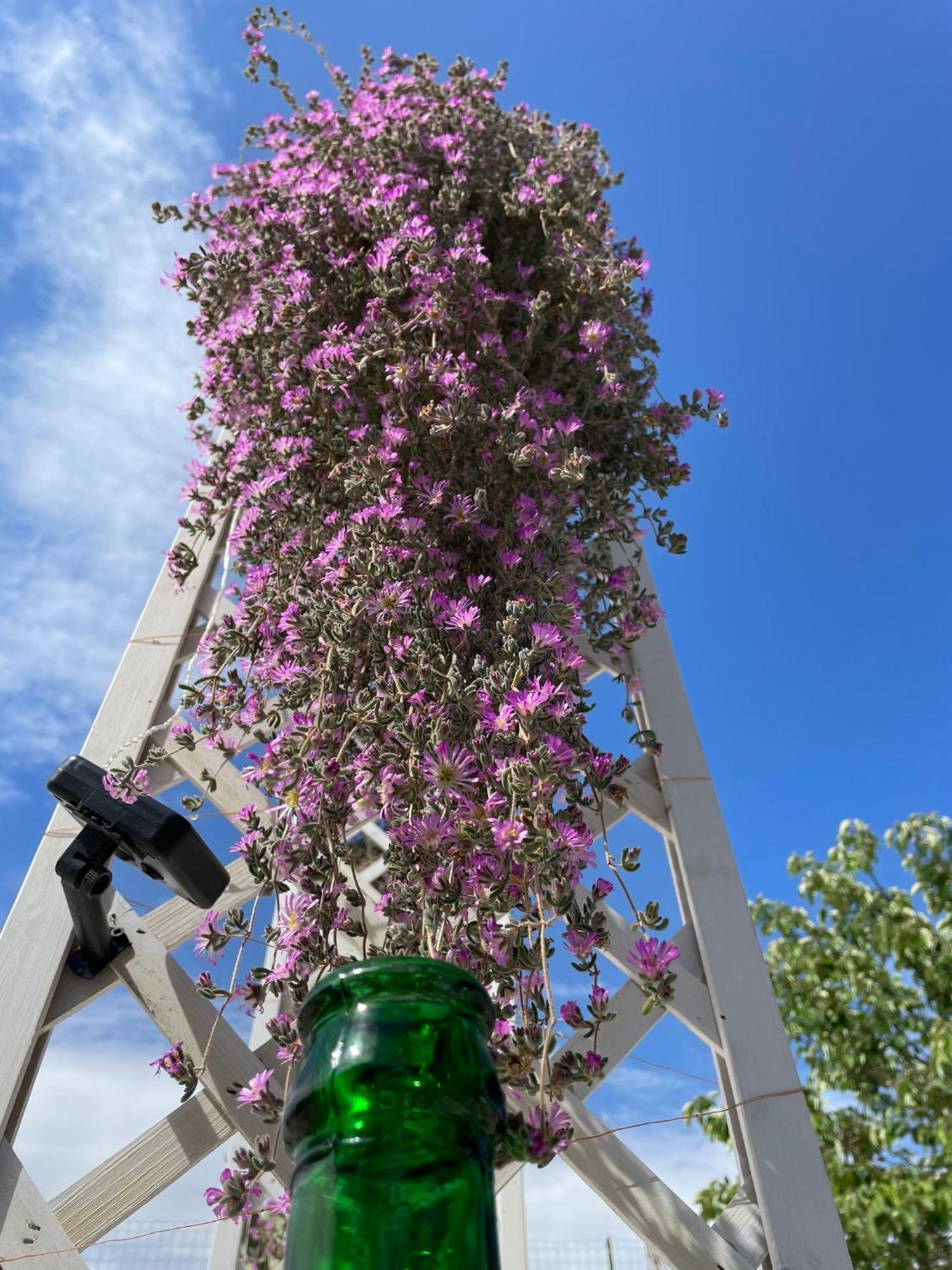 I Trulli Dei Nonni Evelin Villa Martina Franca Exteriör bild